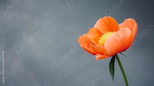 A lone vibrant orange peony isolated against a muted grey background, close-up shot, Minimalist style