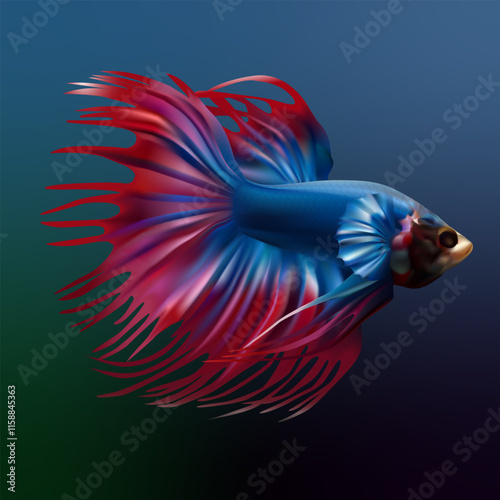 red-blue cockerel fish in an aquarium