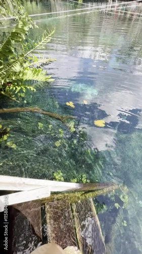 Swimming in Heart Cenote, Yucatán, Mexico , Underwater Adventure and Bathing. Exploring Heart Cenote in Yucatán, Mexico ,  Swim, Dive, and Relax in Crystal Waters