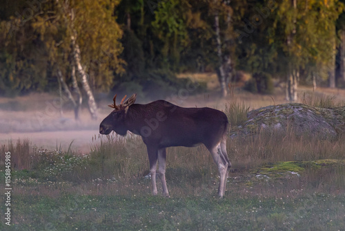 Obraz na płótnie moose in the forest w salonie