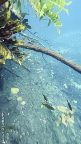 Heart Cenote in Mexico with crystal-clear waters and visible stones. A person happily jumping into the water. Warm, blue-green waters perfect for a family vacation in Yucatán, Mexico.