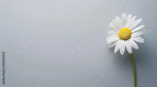 A serene white daisy on a cool silver-gray backdrop, close-up shot, Minimalist style photo