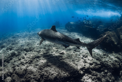 Tiger shark close up on shallow water in ocean water. Diving with dangerous tiger sharks. photo