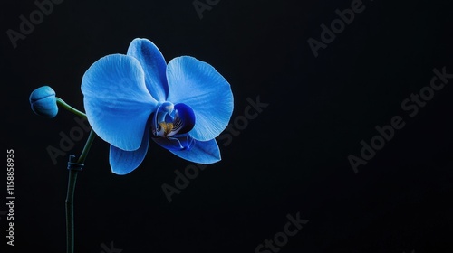 A single exotic blue orchid on a sleek black backdrop, close-up shot, Minimalist style