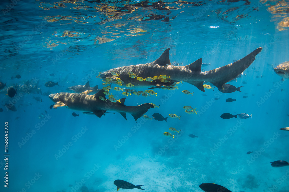 Obraz premium Nurse sharks swim with tropical yellow fish in tropical sea. Sharks in Maldives