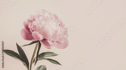 A single pastel pink peony against a soft beige background, close-up shot, Minimalist style