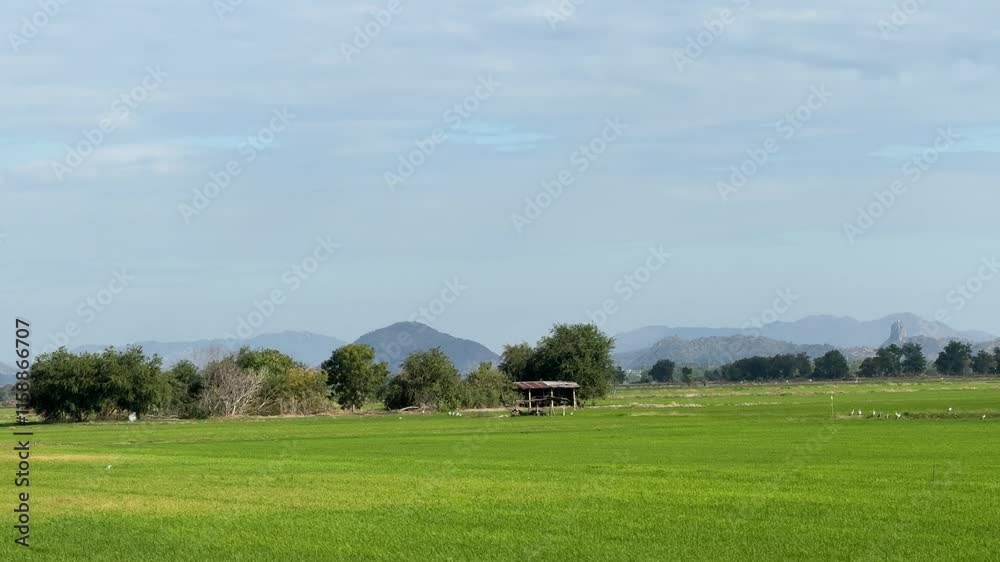 Field rice with landscape green pattern nature background Field rice with landscape green pattern nature background