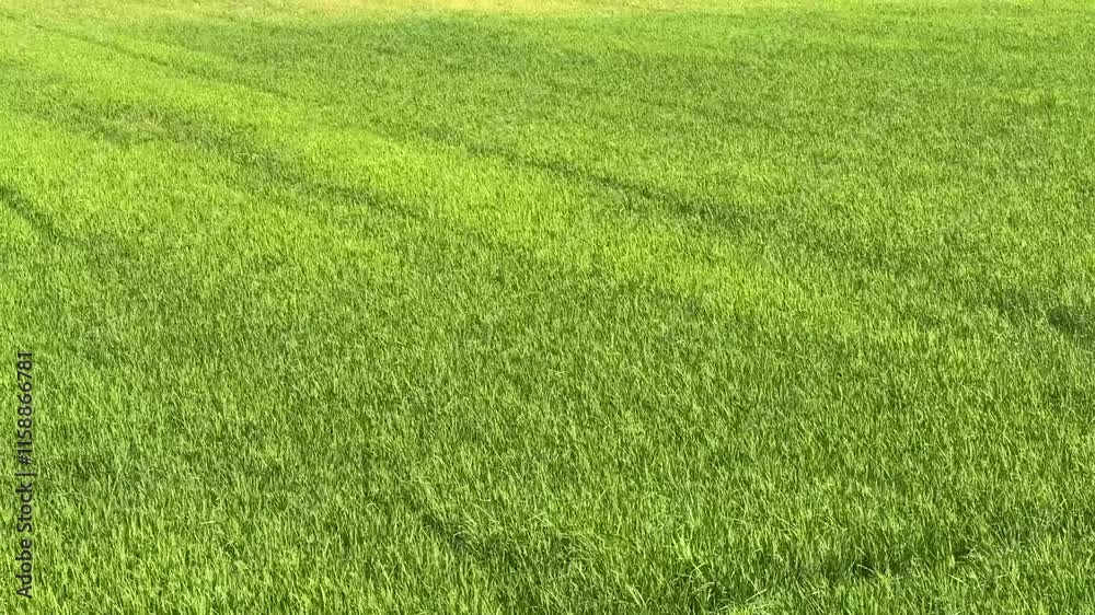 Field rice with landscape green pattern nature background Field rice with landscape green pattern nature background