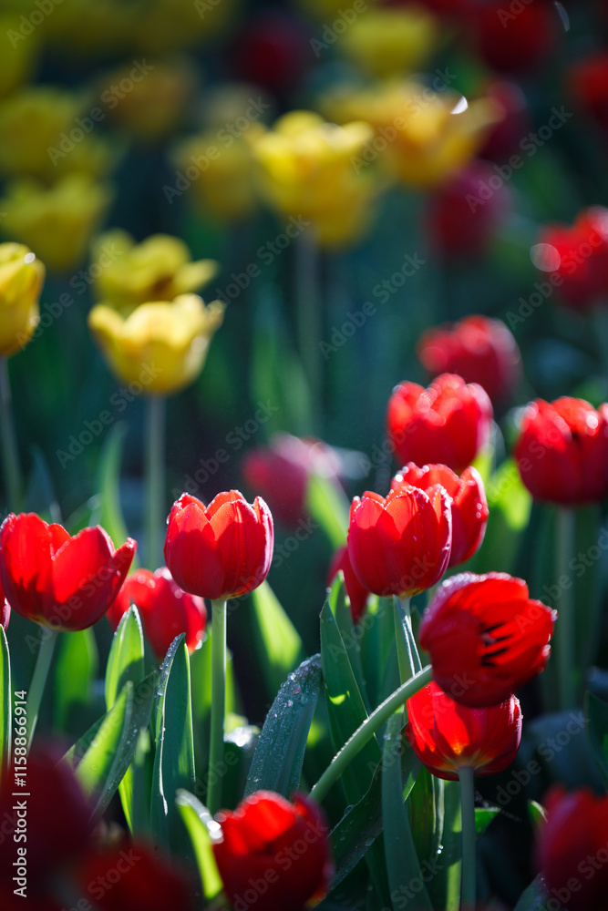colorful tulips flowering in the garden. colorful tulips flowering in the garden.