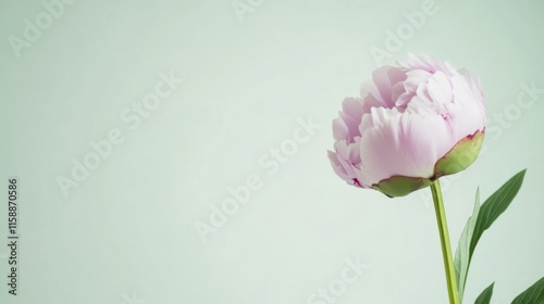 A single soft lavender peony against a light sage green background, close-up shot, Minimalist style
