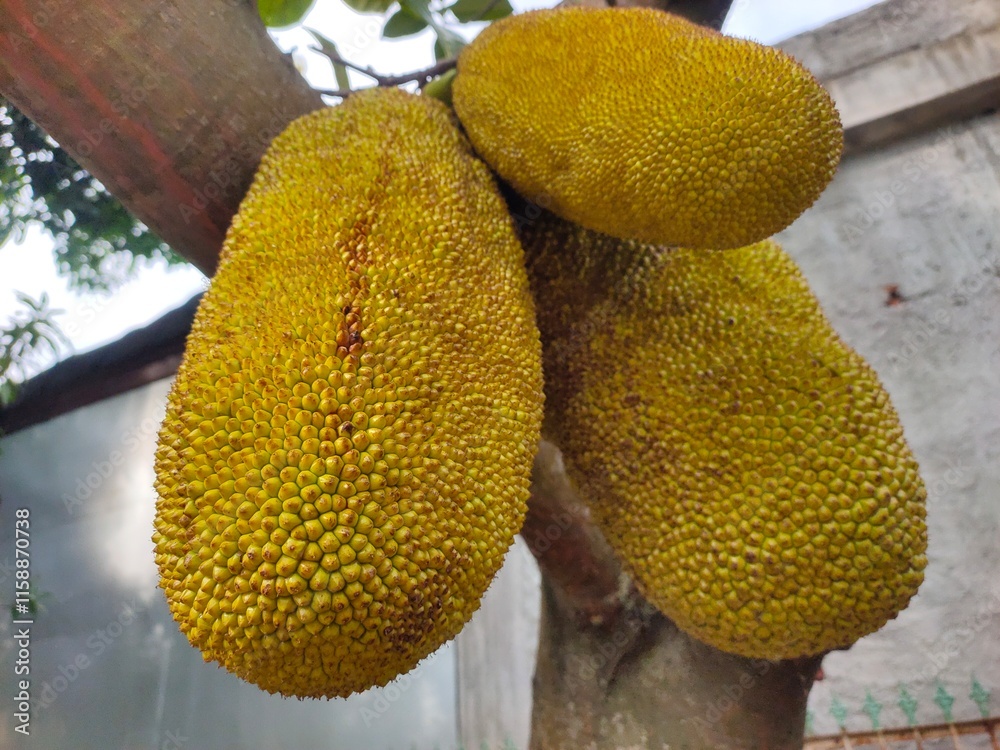 durian on a tree durian on a tree
