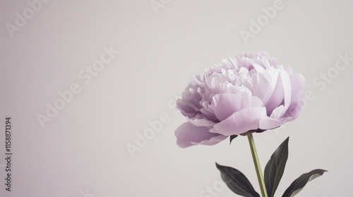 A single soft lilac peony against a muted taupe background, close-up shot, Minimalist style