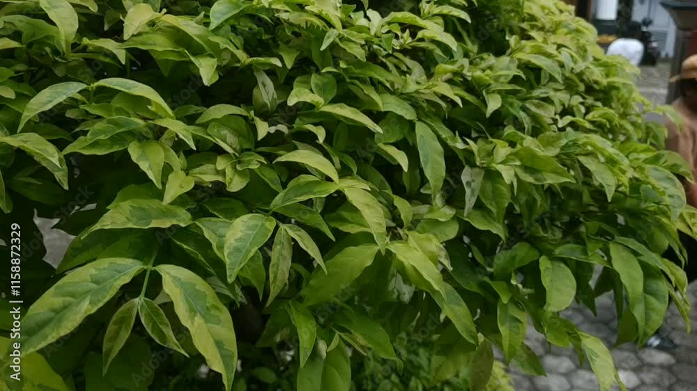 Lush green foliage with striking variegation. A vibrant display of nature's artistry in contrasting shades. Lush green foliage with striking variegation. A vibrant display of nature's artistry in contrasting shades.