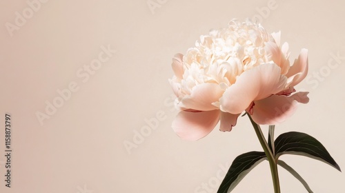 A single soft rose pink peony against a light taupe background, close-up shot, Minimalist style