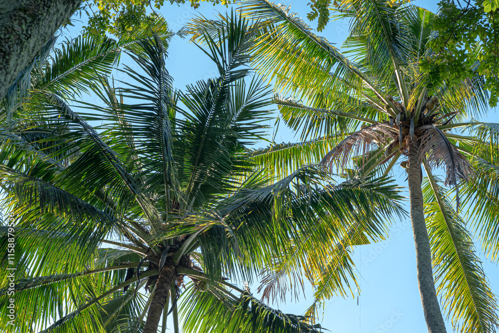 Coconut trees photographed at a low angle against a blue sky background