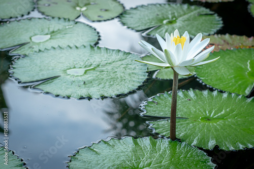 Nymphaea odorata, also known as the American white waterlily, grows in a restaurant pond