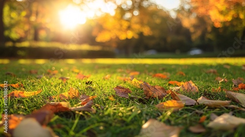 Fallen autumn leaves resting on green grass at sunset in a park