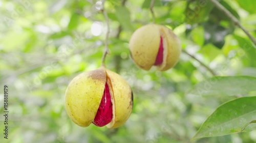 close up, nutmeg fruits with seed covered with red mace spice or flower, myristica fragans photo