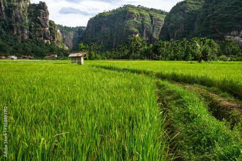 Beautiful landscape in Harau Valley, West Sumatra, Indonesia with green of rice fields  photo