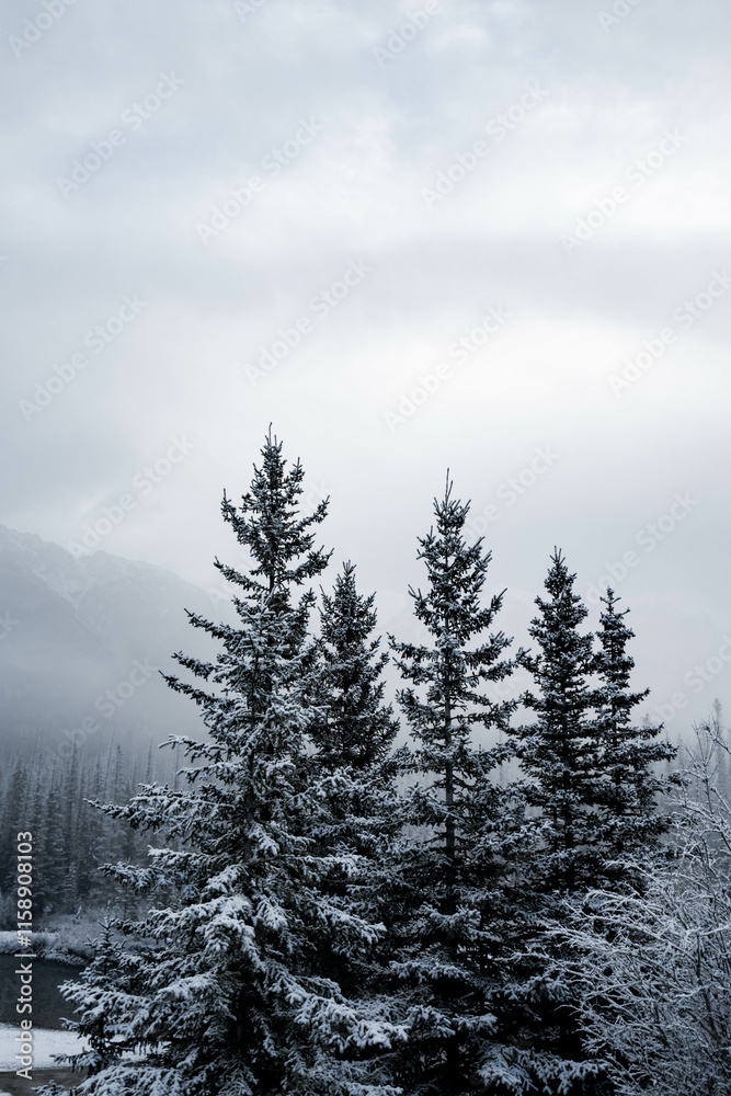 Snow covered conifer tree with trees and fog in the background, Alberta, Canada. Winter background Snow covered conifer tree with trees and fog in the background, Alberta, Canada. Winter background