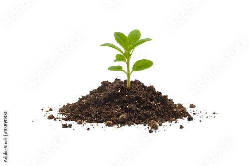 young seedling plant growing from soil isolated on white or transparent png
