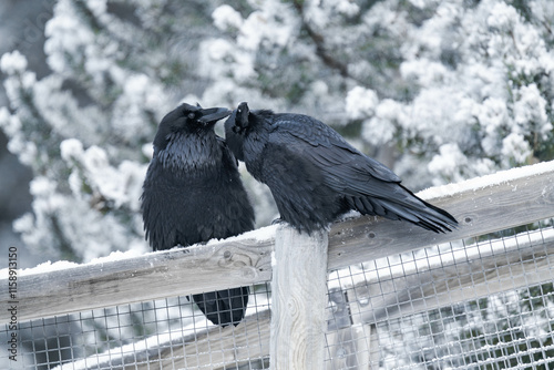 Two common raven or northern raven (Corvus corax) sitting on a wooden fence in the snow in Alberta, Canada photo