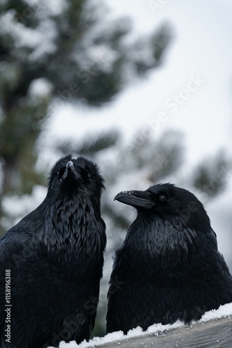 Two common raven or northern raven (Corvus corax) sitting on a wooden fence in the snow in Alberta, Canada photo