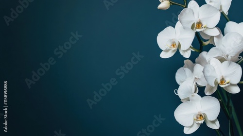 An elegant bouquet of white orchids on a deep midnight blue backdrop, close-up shot, Minimalist style