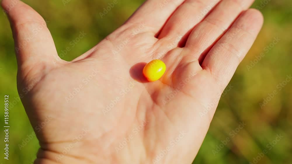 A person holds a small bright orange sea buckthorn berry in their palm on a sunny day A person holds a small bright orange sea buckthorn berry in their palm on a sunny day