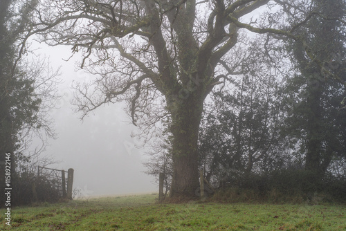 Country walk on a misty day with a gate and tree against a misty rural background.