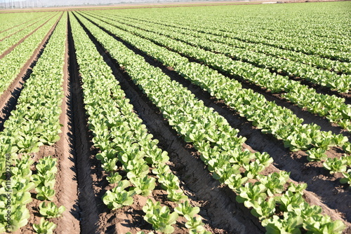 Yuma, AZ. U.S.A. 11/2024.  At the convergence of Arizona, California, Mexico and the Colorado River is Yuma, Arizona, the Winter Lettuce capital of North America.  photo