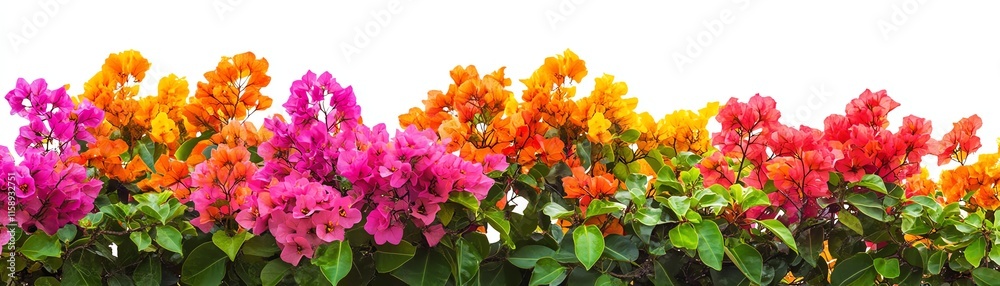 Vibrant bougainvillea flowers with red, orange, pink, and purple blooms. Vibrant bougainvillea flowers with red, orange, pink, and purple blooms.