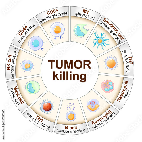 Tumor targeting cells. Immune Response and Cancer therapy.
