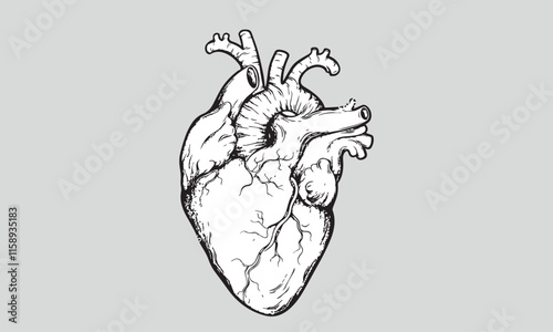 Human heart anatomically correct hand drawn line art and dotwork. Flash tattoo or print design vector