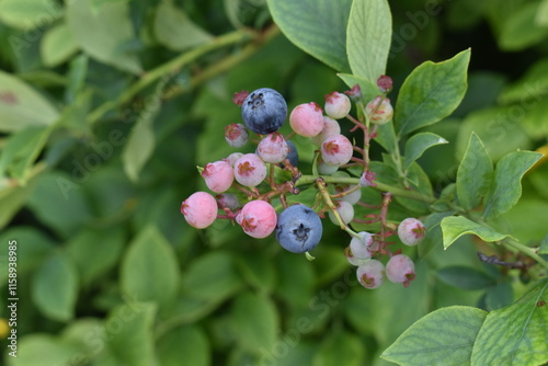 Fruit Blue-11