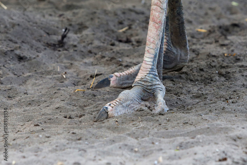 close up of ostrich claw in outdoor enclosure