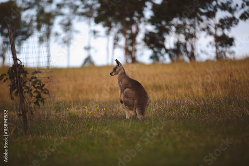 Kangaroos graze in a sunlit field of grass and golden vegetation. The scene captures a tranquil moment in their natural habitat, framed by distant trees and soft light