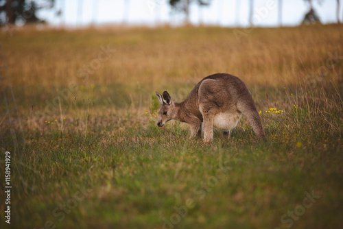 Kangaroos graze in a sunlit field of grass and golden vegetation. The scene captures a tranquil moment in their natural habitat, framed by distant trees and soft light