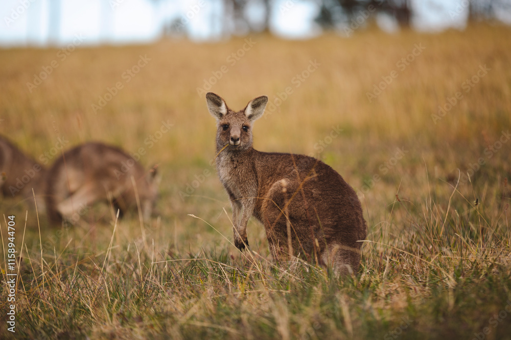 Kangaroos graze in a sunlit field of grass and golden vegetation. The scene captures a tranquil moment in their natural habitat, framed by distant trees and soft light Kangaroos graze in a sunlit field of grass and golden vegetation. The scene captures a tranquil moment in their natural habitat, framed by distant trees and soft light