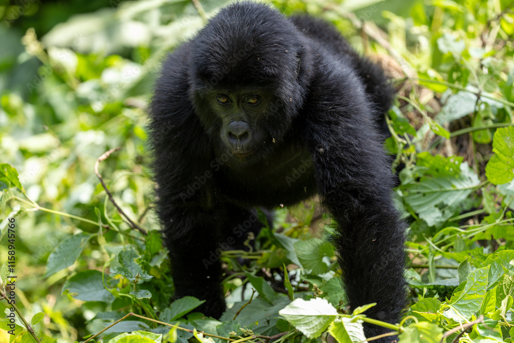 Young Wild mountain gorilla in the nature habitat. Very rare and endangered animal close up. African wildlife. Big and charismatic creature. Mountain gorillas. Gorilla beringei Young Wild mountain gorilla in the nature habitat. Very rare and endangered animal close up. African wildlife. Big and charismatic creature. Mountain gorillas. Gorilla beringei