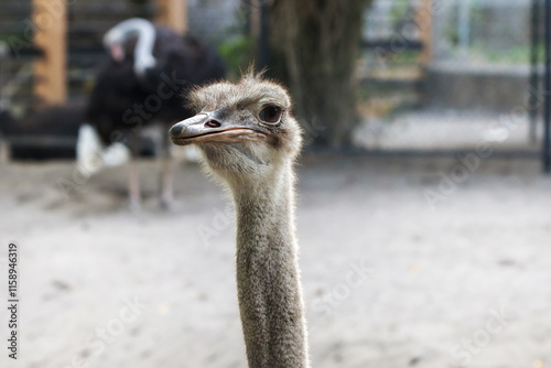 close up of ostrich head in outdoor enclosure