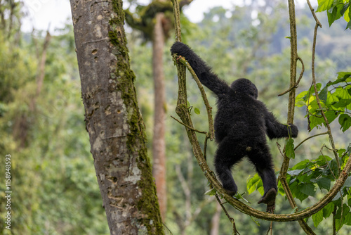 Little child mountain gorilla climbing trees in the nature habitat. Very rare and endangered animal close up. African wildlife. Big and charismatic creature. Mountain gorillas. Gorilla beringei