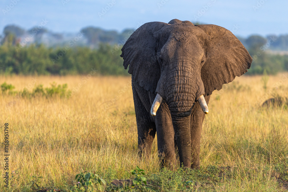 Fototapeta premium Impressive very old African elephant (Loxodonta africana) bull with super long tusks walking on savanna, looking at camera, Queen Elisabeth national park, Uganda.