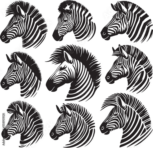 set of zebra vector illustration 