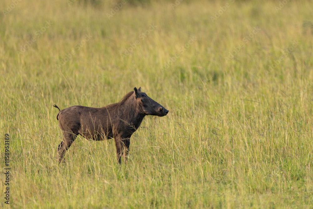A common warthog (Phacochoerus africanus), standing alone in a grassy opening in the bush, in golden evening light. Queen Elisabeth National Park in Uganda A common warthog (Phacochoerus africanus), standing alone in a grassy opening in the bush, in golden evening light. Queen Elisabeth National Park in Uganda