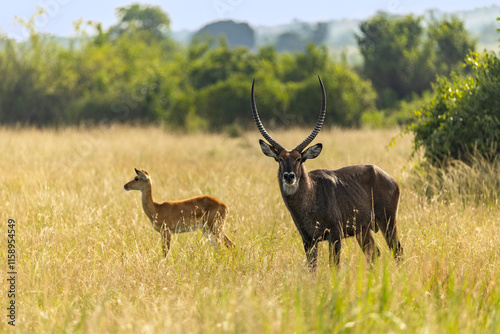 Photography African Waterbuck during sunset in Queen Elizabeth National Park in Uganda Afric