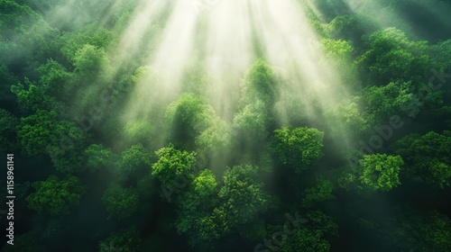 An extraordinary view of sunlight streaming through the forest canopy, highlighting lush, vivid greenery that conveys a sense of peace and natural beauty. photo