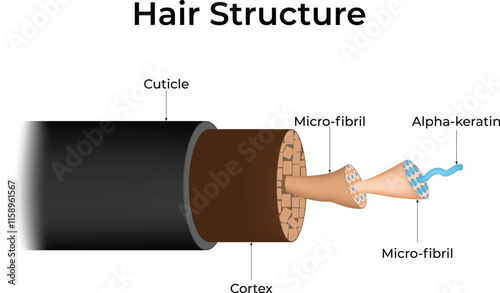 Hair Structure Cuticle Micro-fibril Alpha-Keratir Cortex Design Vector Illustration