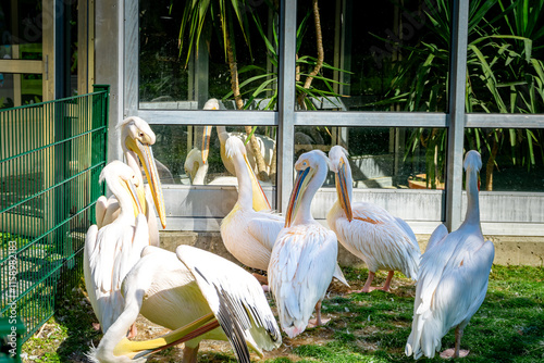 Pelikans in a Zoo in Bavaria Germany photo