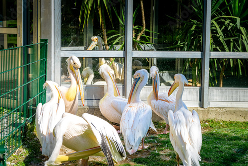 Pelikans in a Zoo in Bavaria Germany photo